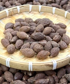 sỉ hạt đười ươi