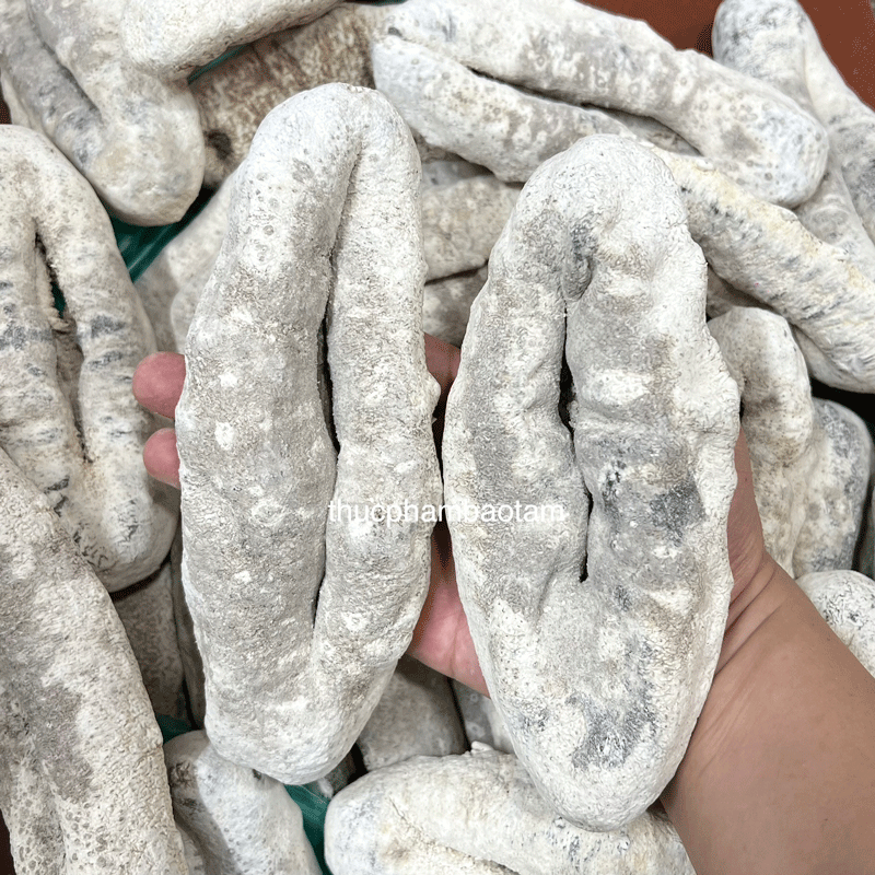 hải sâm vú