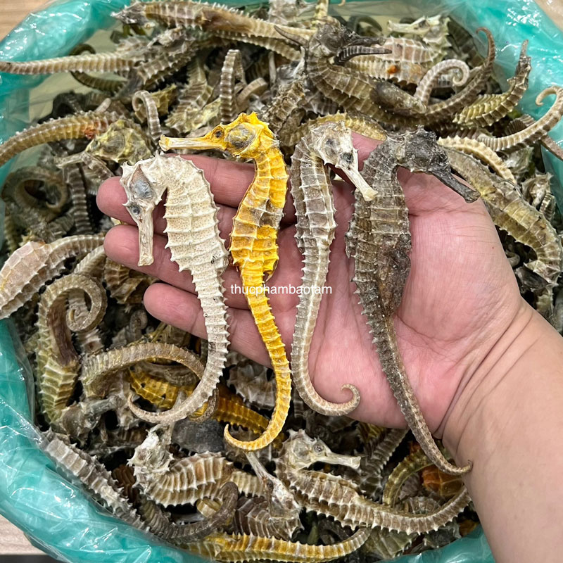 cá ngựa 220