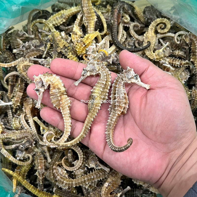 cá ngựa 500 con
