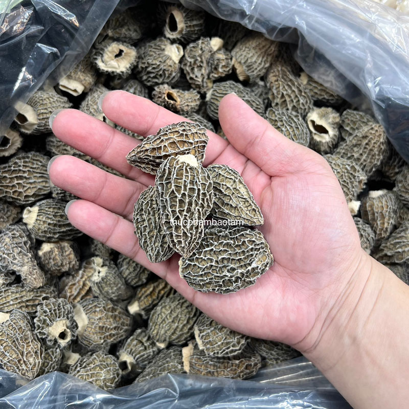 mua nấm bụng dê khô